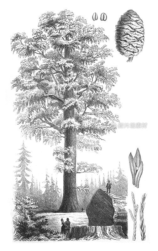 巨型红杉，巨型红杉或塞拉红杉(Sequoiadendron giganteum) -古董雕刻插图